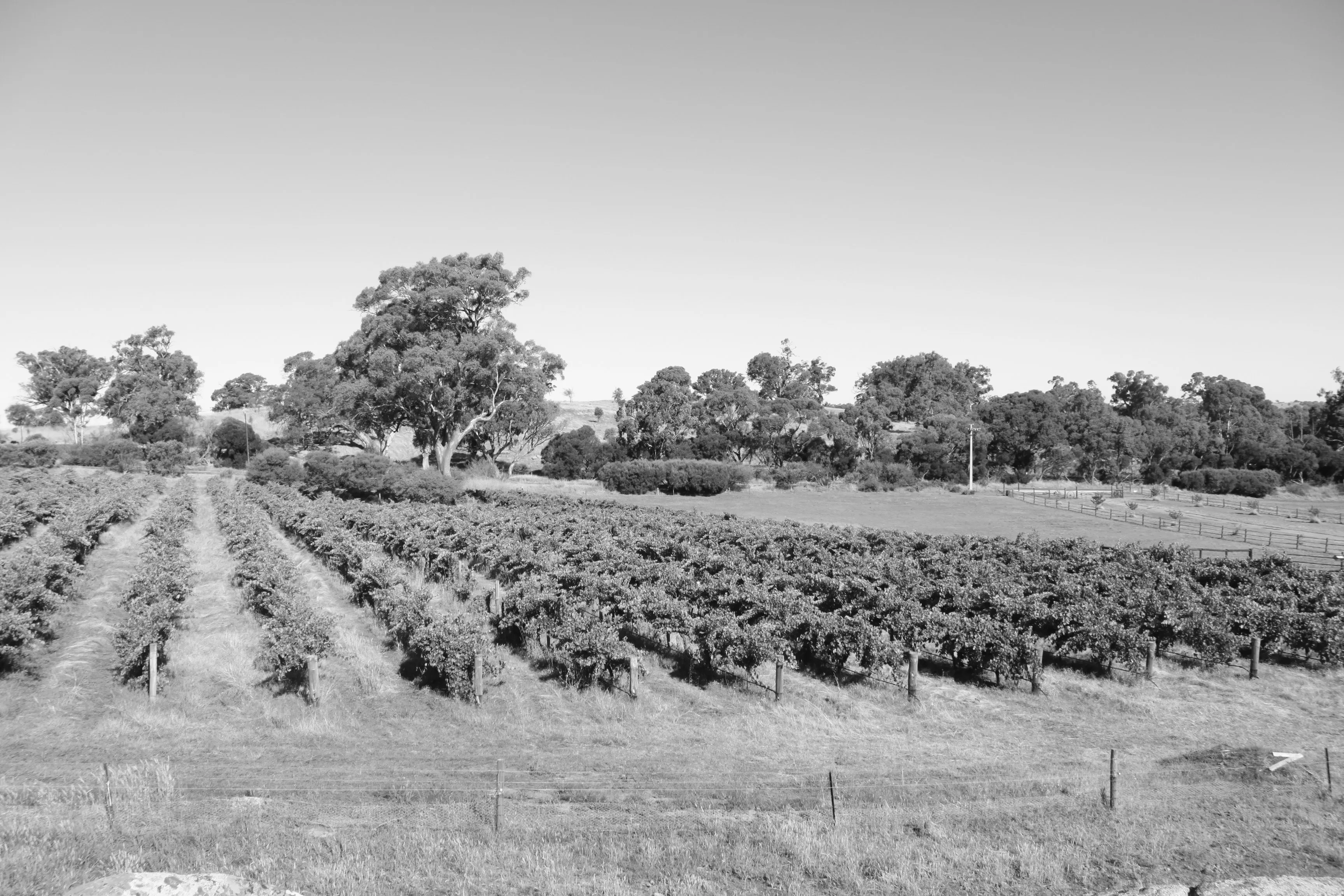 Paysage du vignoble de Branceilles