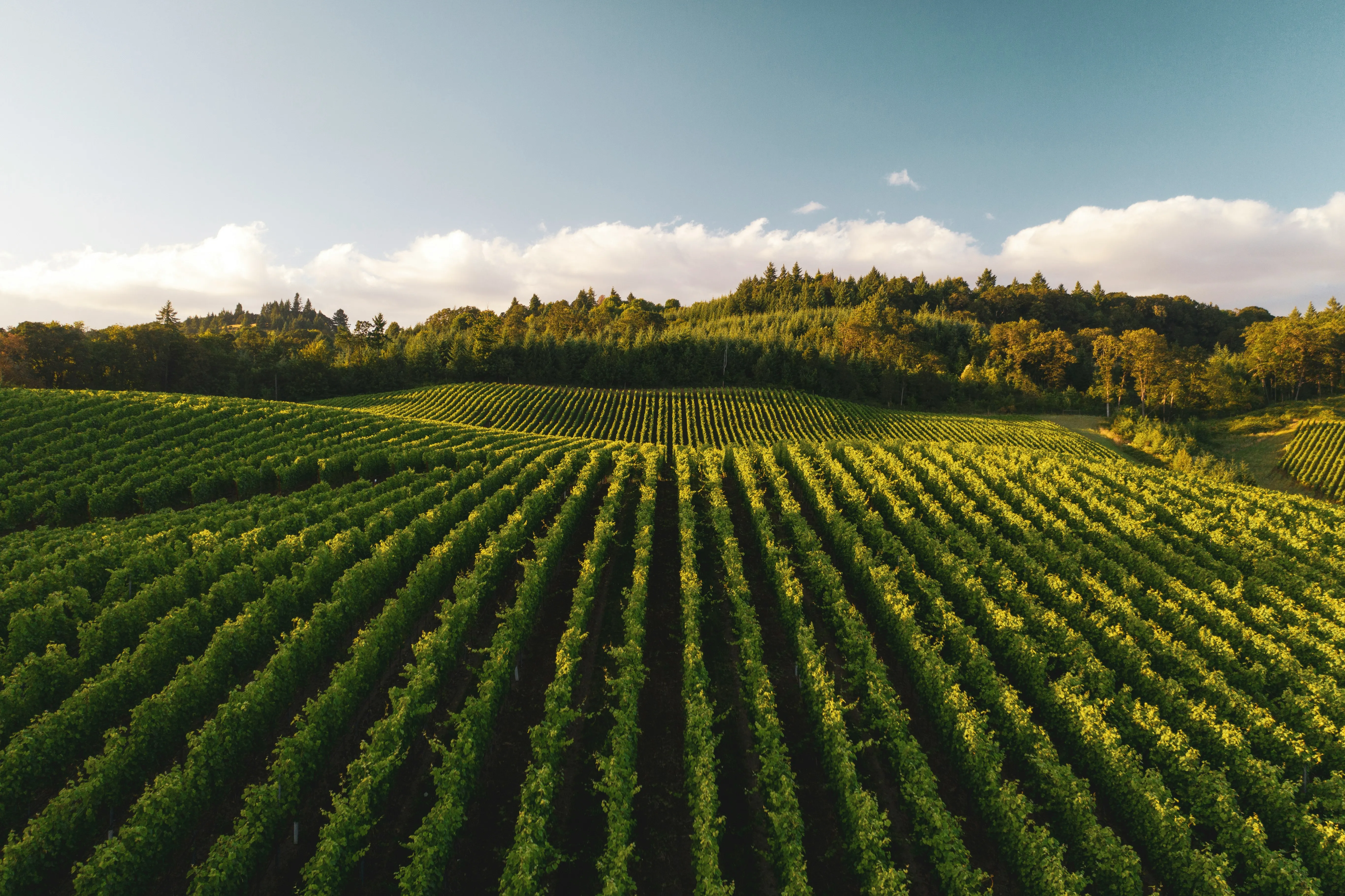 Vignoble de Branceilles au coucher du soleil