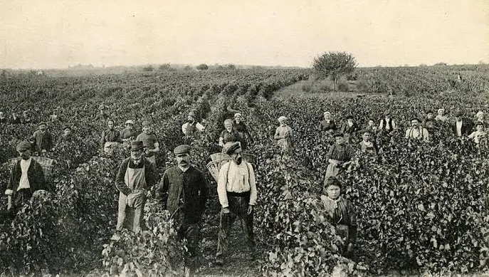 Cave de vinification et fûts de chêne